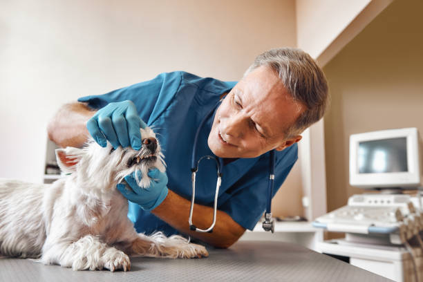 Best Emergency Tooth Extraction in Gladstone, MI